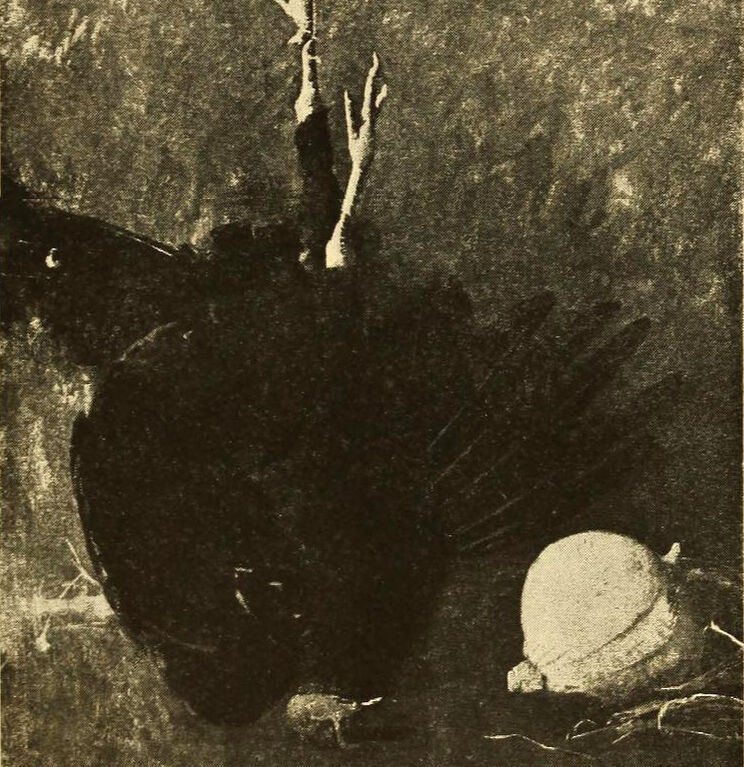 Emil Carlsen The Black Turkey, ca.1894